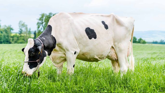 Gallee_Koch-Frey_Sempach_Kuh