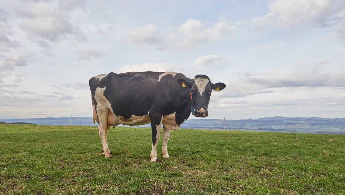 GG Näf, Thomas Näf, Buttwil_Kuh_Ganzkörper_3