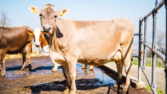 Grodhof_Nietlispach_Beinwil_Kuh