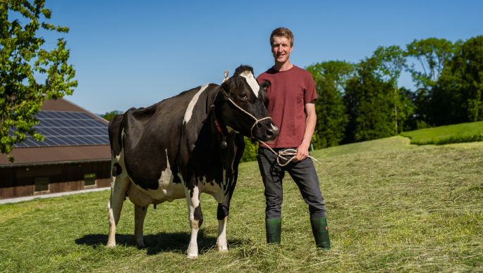 Grossberghof_Häfliger_Triengen_Kuh