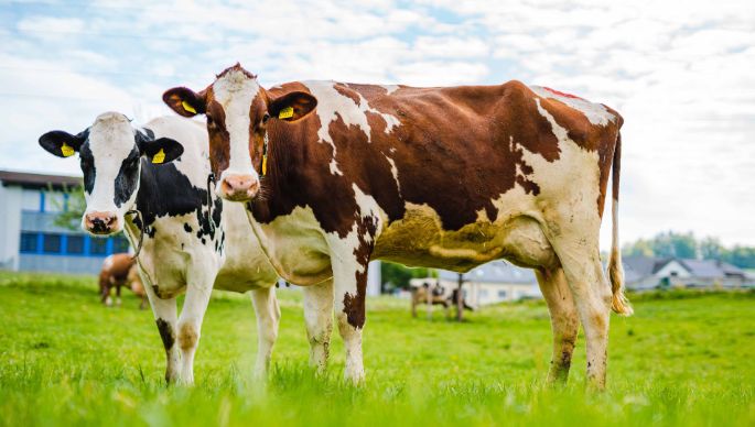 Grossmatt_Staubli-Wildi_Unterlunkhofen (4 von 6)