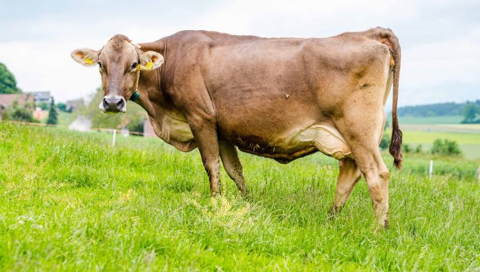 Halde_Niederberger_Hildisrieden_Kuh