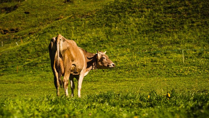 Hattig_Würsch_Emmetten_Kuh