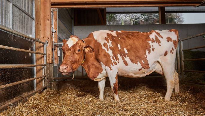 Hinterhaus, Markus Schneider, Bolligen_Kuh_Ganzkörper_Stall