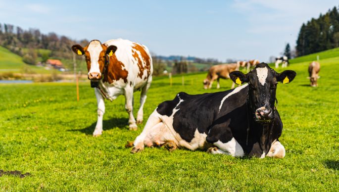 Hinterwald_Bättig-Birrer_Willisau_Kuh