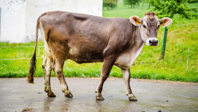 Hinterwies_Krummenacher_Root