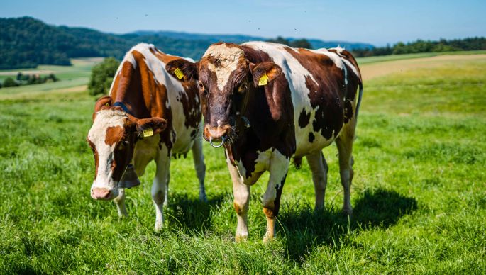 Hölzli_Bolz_Dieterswil_Kuh