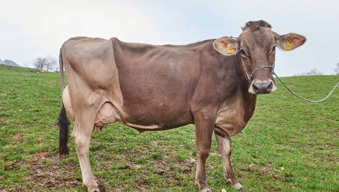 Hof Alter, Roland Kamm, Filzbach_Kuh_Ganzkörper