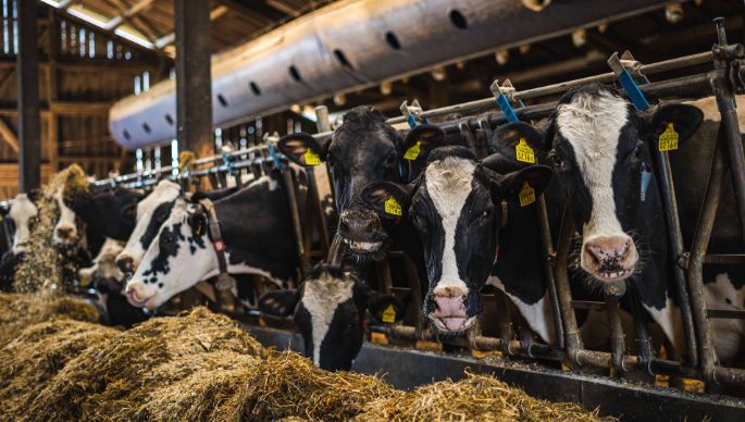 Hof Baltensperger_Baltensperger_Brütten_Kuh1