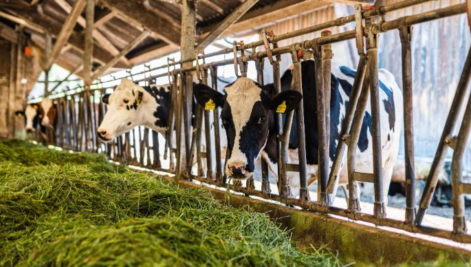 Hof Flückiger_Flückiger_Oftringen_Kuh