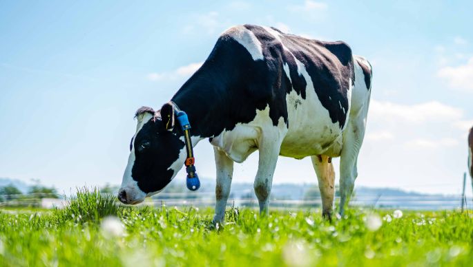 Hof_Gilgen_Gilgen_Oberwangen_Kuh