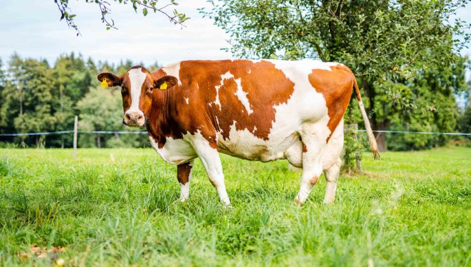 Hof_Grimm_Grimm_Hirzel_Kuh