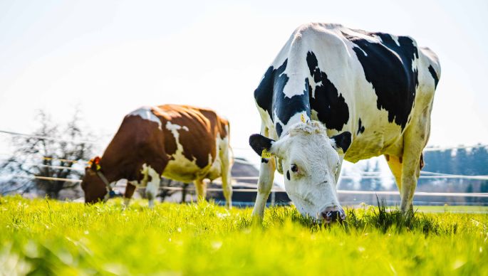 Hof_Hofstetter_Hofstetter_Aesch_Kuh