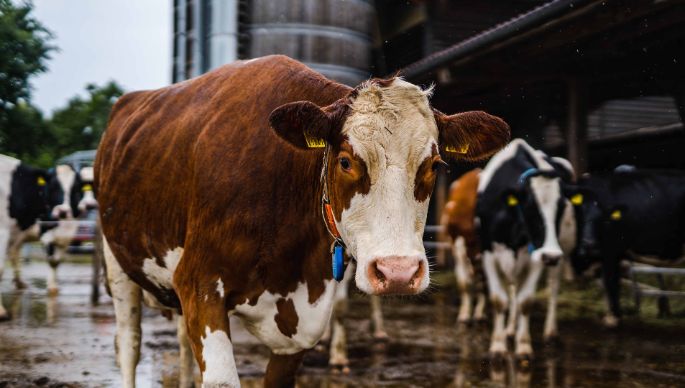 Hof Hopperen_Denzler_Nänikon_Kuh1