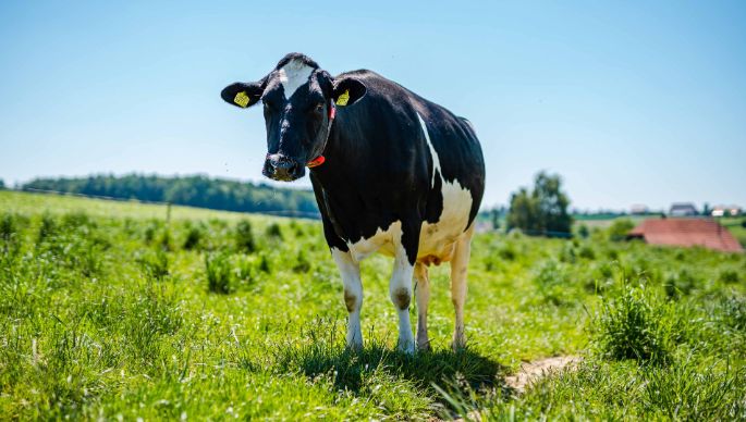 Hof_Ischmatt_Bühler_Thunstetten_Kuh