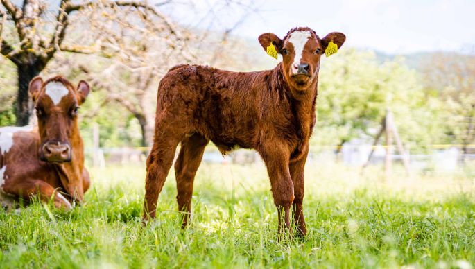 Hof_Kissling_Kissling_Rickenbach_Kuh