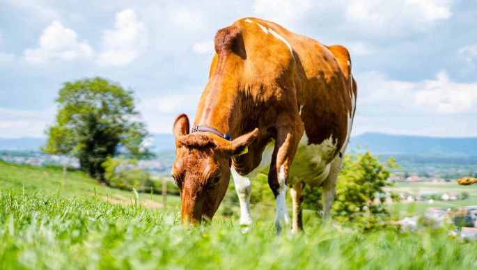Hof_Lüscher_Lüscher_Muhen_Kuh