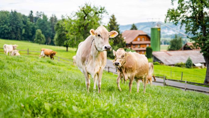 Hof_Meyer_Meyer_Knutwil_Kuh