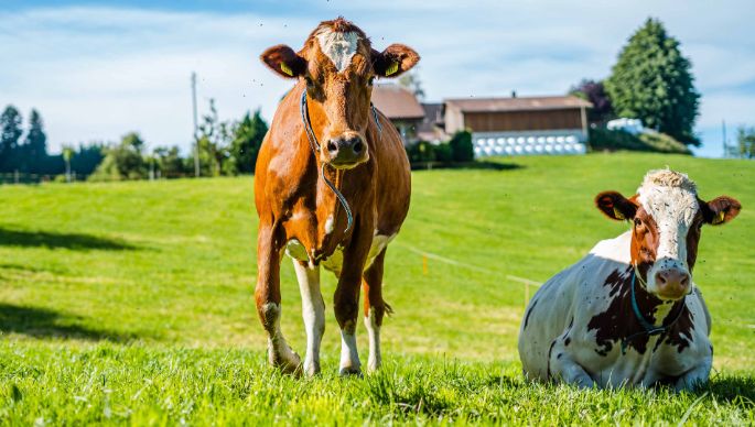 Hof_Müller_Müller_Schmidigen_Kuh