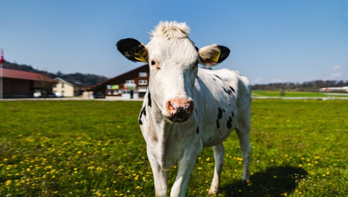 Hof-Rätzer_Rätzer_Othmarsingen_Kuh-2