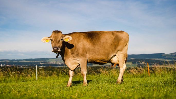 Hof Sidler_Sidler_Hagendorn_Kuh