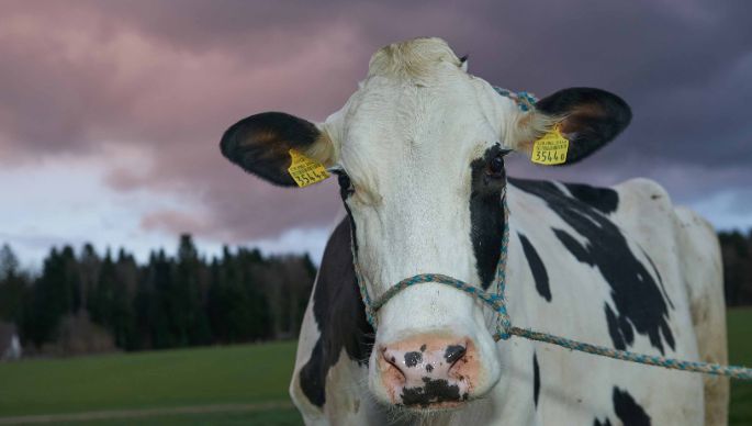 Hof Steller, Karin und Hansueli Schärer-Strebel, Glashütten_Kuh_Ganzkörper_3