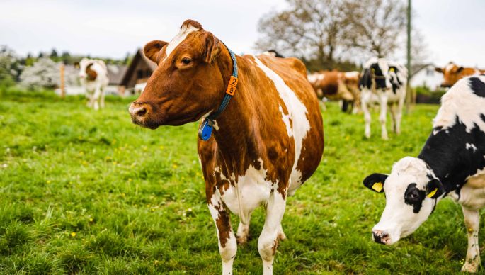 Hof_Ursprung_Knöpfel_Bözberg_Kuh