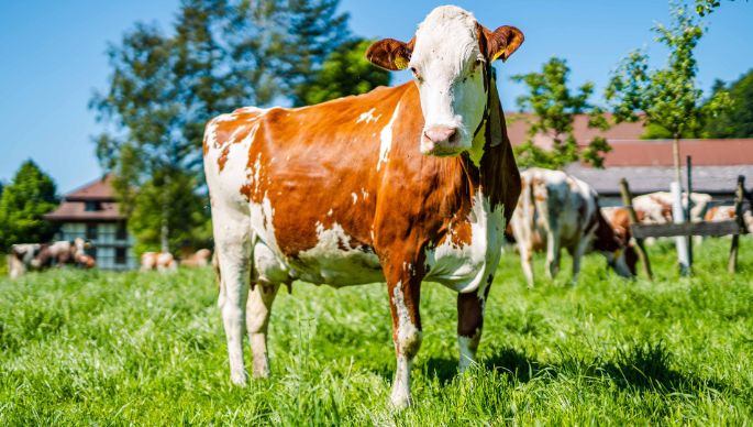 Hof_Zaugg_Zaugg_Schafhausen_i.E_Kuh