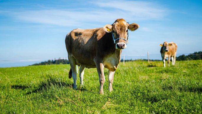 Hof_Zürcher_Zürcher_Dieterswald_Kuh