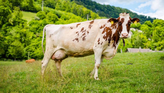 Hofmatthof_Frey_Aarburg_Kuh