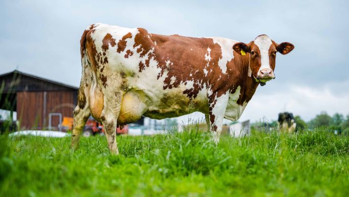 Huob_Bircher_Hagendorn_Kuh