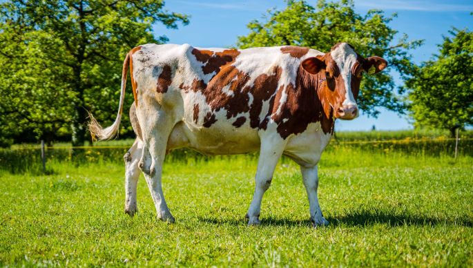 Im_Hof_Gnägi_Bellmund_Kuh