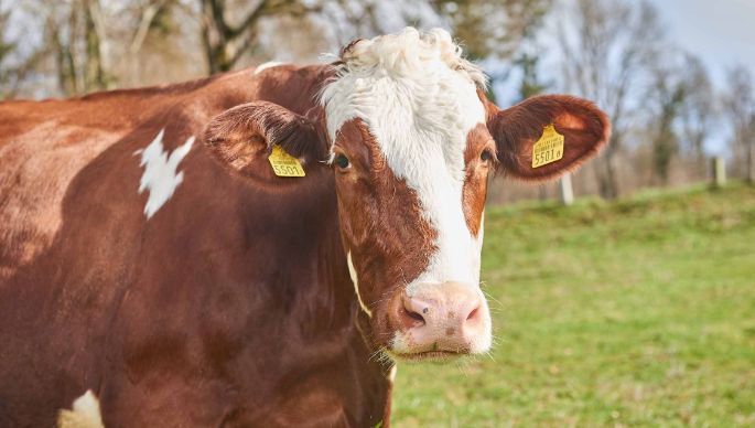 Kaltenbrunnenhof, Peter Ulrich, Trimbach_Kuh_Portrait