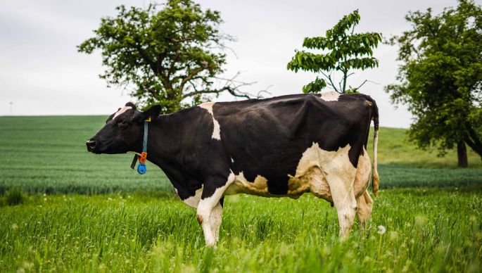 Kastelhof_Weilenmann_Niederhasli_Kuh