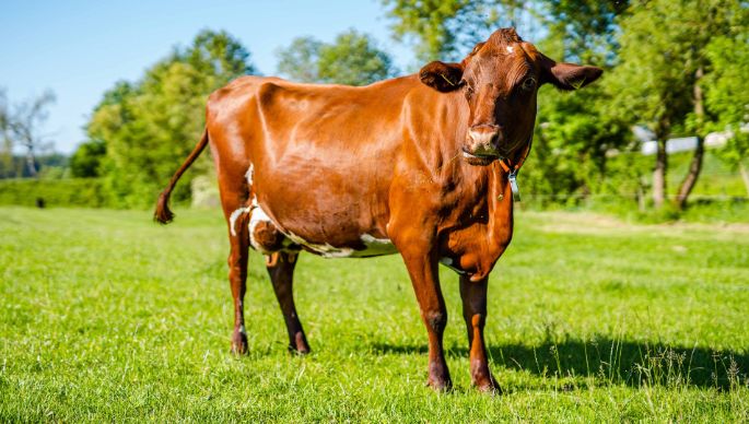 Urs&Samuel_Isch_Landwirtschaftsbetrieb_Isch_Etzelkofen_Kuh