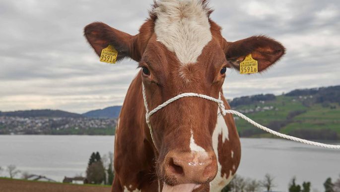 Langmatthof, Lukas Siegrist, Meisterschwanden_Kuh_Portrait