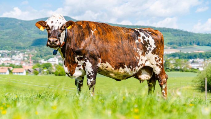 Lernort-Bauernhof_Pfefferli_Wangen_bei_Olten_Kuh