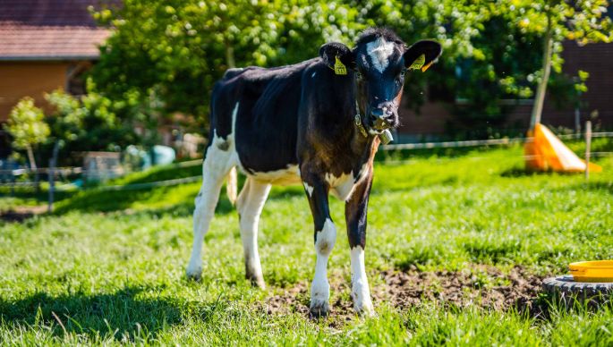 Lim-Val_Holstein_Kunz_Mülchi_Kuh