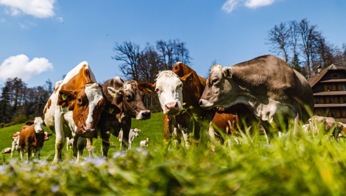 Lindenfeldweid_Unternährer_Luzern_Kuh