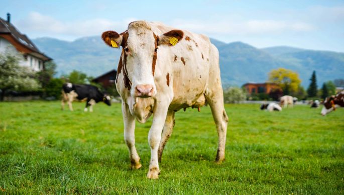Lochmatthof_Klemens_Härkingen_Kuh