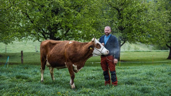 Lochrütihof_Odermatt-Waser_Wolfenschiessen_Kuh