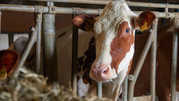 Lucherenhof, Ueli und Christine Fahrni, Rumisberg_Kuh_Portrait