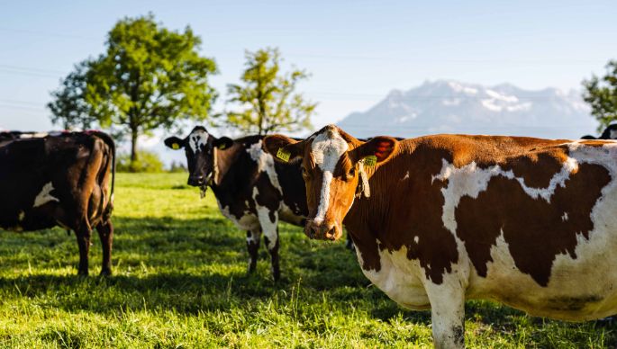 Lügisingen_Bühlmann_Rothenburg_Kuh