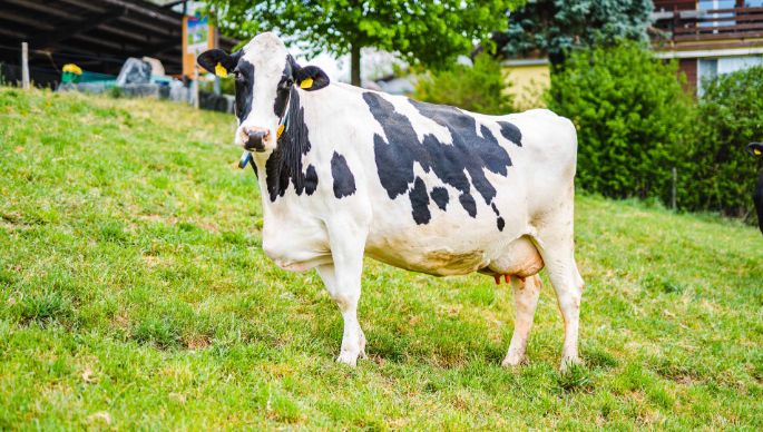 Maienhof_Krummenacher_Hägglingen_Kuh
