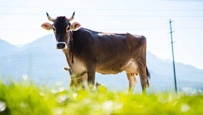 Matthof_Aebli_Schaenis_Kuh