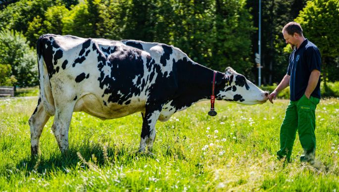 Milchwirtschaftsbetrieb_Schmid_Schmid_Busswil_BE_Kuh_2