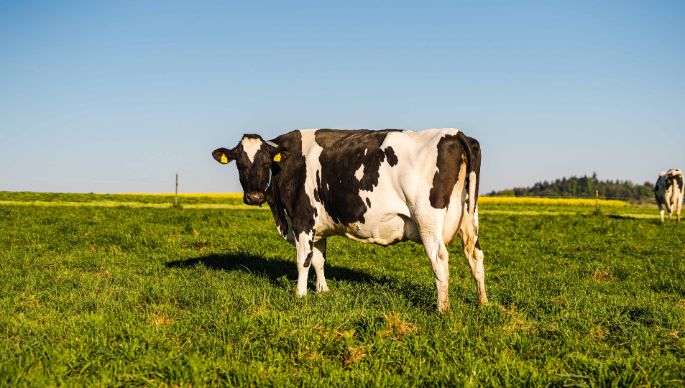 Moosacherhof_Hintermann_Dürrenäsch_Kuh