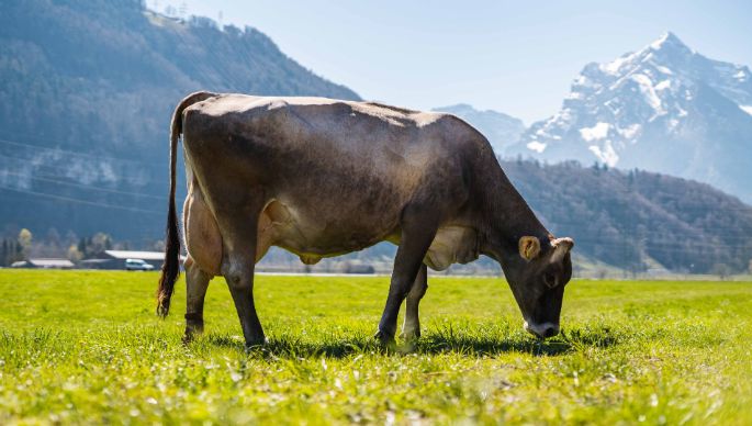 Muellerhof_Mueller_Weesen_Kuh