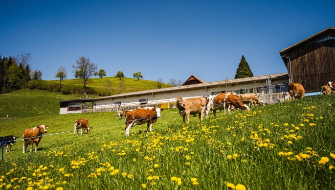 Neumättli_Lustenberger_Steinhuserberg_Kuh
