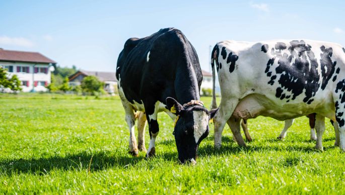 Niedereichi_Nydegger_Länzerhäusern_Kuh